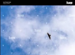 bird Object Detection Dataset by vyshnavi
