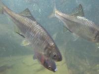 fish find project thumbnail