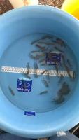 fishcount project thumbnail