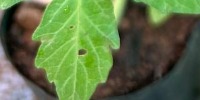 healthiness project thumbnail