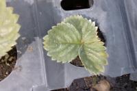 Aardbeienplant herkenning project thumbnail