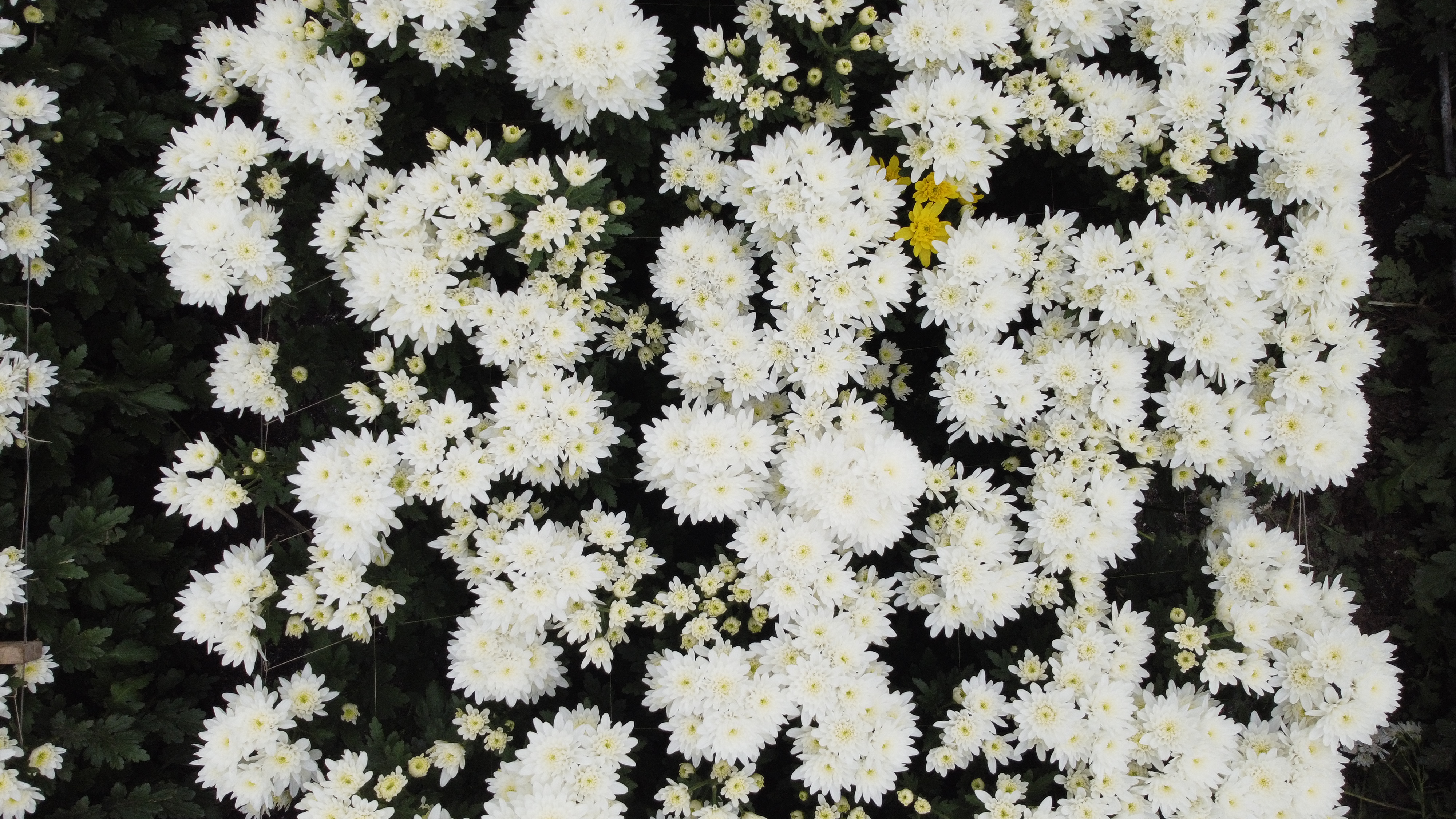 My First Project Object Detection Dataset by flowers