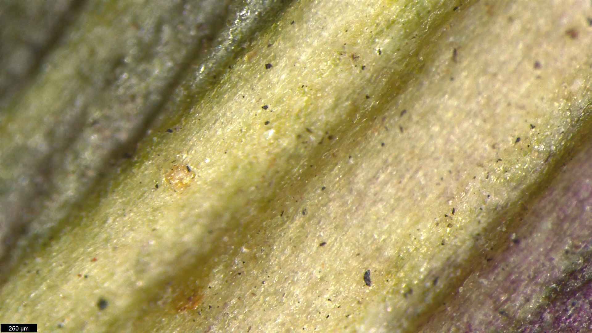 Leaaaaaaf Object Detection Dataset by Leaf Microplastics
