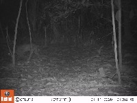 animales_orionoquia_colombiana project thumbnail