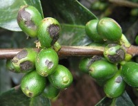Coffee Disease1 project thumbnail