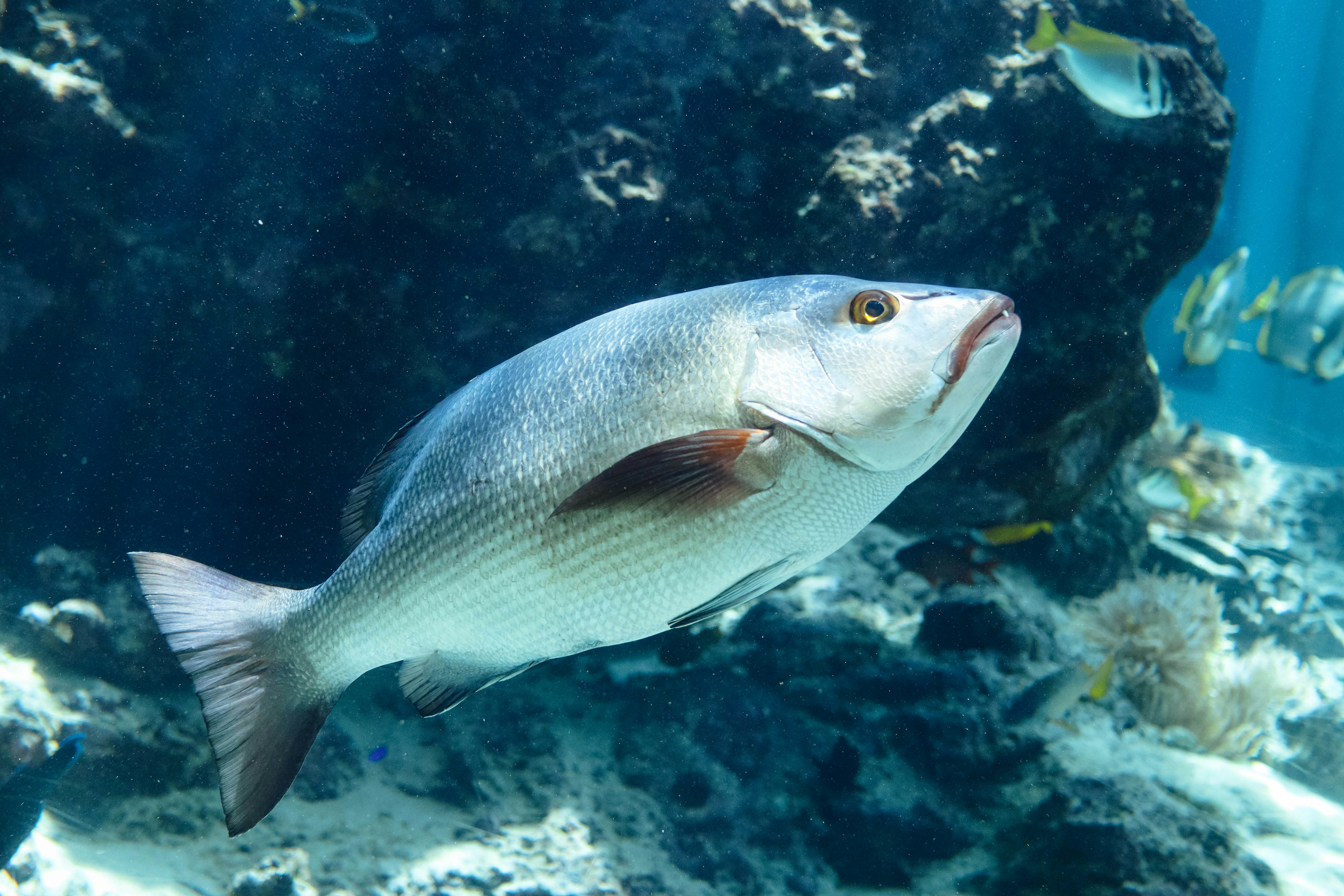 Fm Fish fish model (fish-model-8m6lx) - Roboflow Universe
