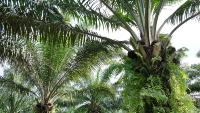 oil-palm-ripe-det project thumbnail