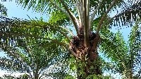 ffb-ripeness project thumbnail
