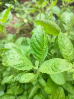 Herb detection project thumbnail