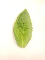 Herbs project thumbnail