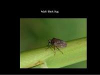 black bug project thumbnail