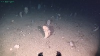 SEAPEn project thumbnail