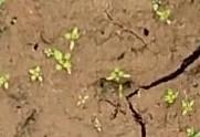 Cabbage Weed  project thumbnail