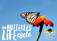 nature project thumbnail