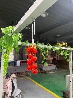 tomato project thumbnail