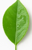 Lemon Plant Watering Sci Project project thumbnail