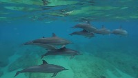 Dolphin project thumbnail