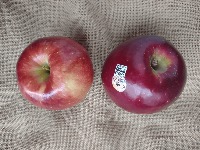 Food Freshness Detection project thumbnail