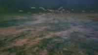 fish project thumbnail