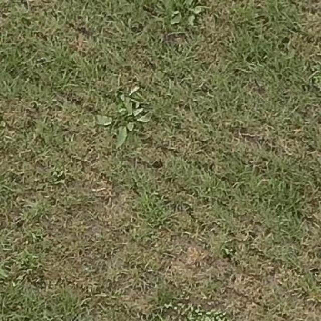 weed detection Object Detection Dataset by MADE IN 3D