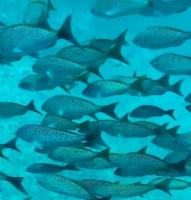 Find fish project thumbnail
