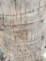 Cocunut Disease Detection project thumbnail