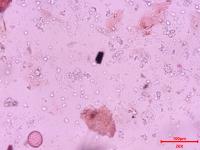 pollen_1188 project thumbnail