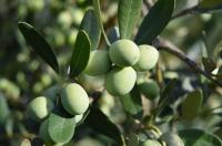 Olives Size & Shape Measurements project thumbnail