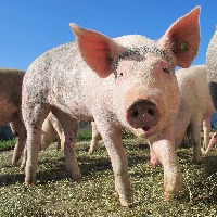 Animal Recognition project thumbnail