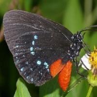 butterfly10 project thumbnail