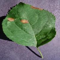 plant-diseases-detection project thumbnail