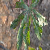 Cassava project thumbnail