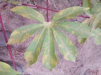 Cassava project thumbnail
