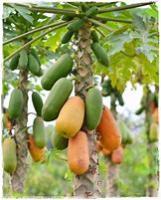 papaya project thumbnail