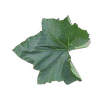leaf Disease project thumbnail