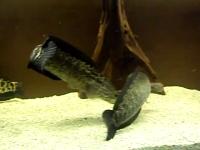 fish 4 kind bbox project thumbnail