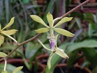 Encyclia project thumbnail