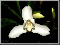 Lycaste project thumbnail