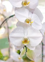 Phalaenopsis project thumbnail
