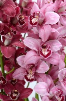 flower orchid project thumbnail