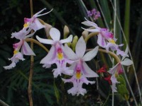 Epidendrum project thumbnail