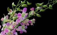 Dendrobium project thumbnail