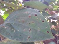 my_pepper_disease project thumbnail