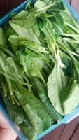 Bahan_Masakan_Indonesia project thumbnail