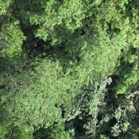 tree detection Object Detection Dataset by Laba