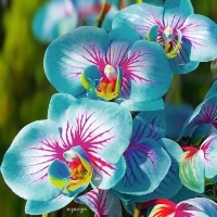Deteccion orquideas project thumbnail