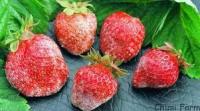 Strawberry project thumbnail
