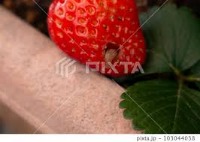 StrawberryRotten project thumbnail