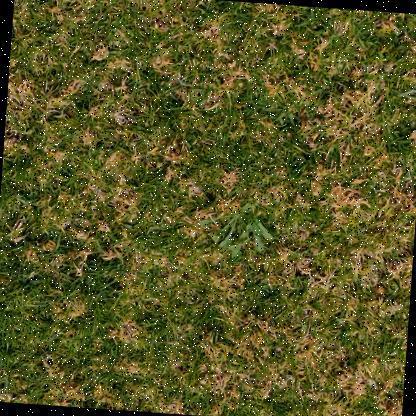 weeds detection Object Detection Dataset by Moin Ud Deen