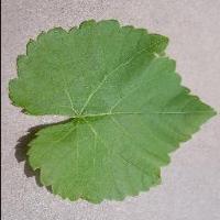 Grape Leaf auto project thumbnail